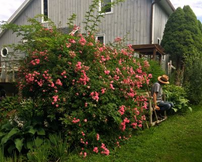 The gardener and roses by Darlene Ellis